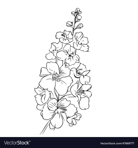 Minimalist july birth flower larkspur tattoo Vector Image