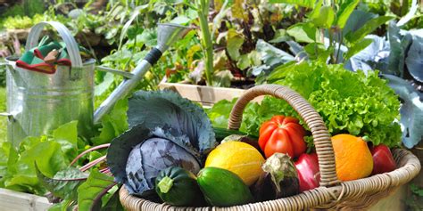 5 Simple Tips For Growing Your First Vegetable Garden