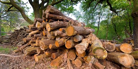 Where does our Firewood come from? - Cadwaladr Woodland Products