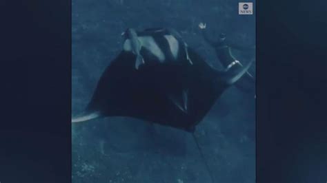 Underwater diver encounters giant manta ray Video - ABC News