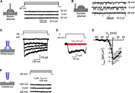 Nanoscale-Targeted Patch-Clamp Recordings of Functional Presynaptic Ion Channels: Neuron