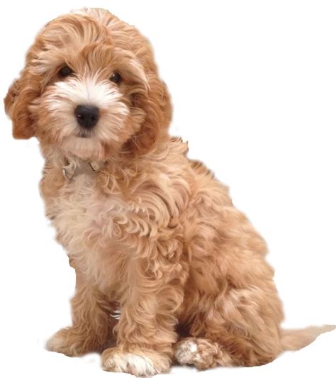 The Search Is On For My Cockapoo Puppy In 2017