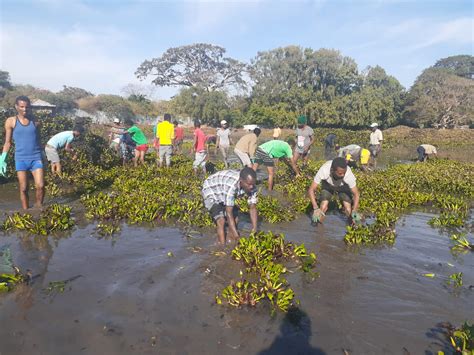 Protecting the Lake: water hyacinth removal - Sher Ethiopia