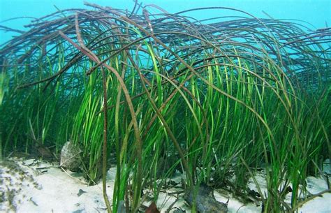 The Relationship Between Genetic Diversity and Disturbance in the Eelgrass Species Zostera ...