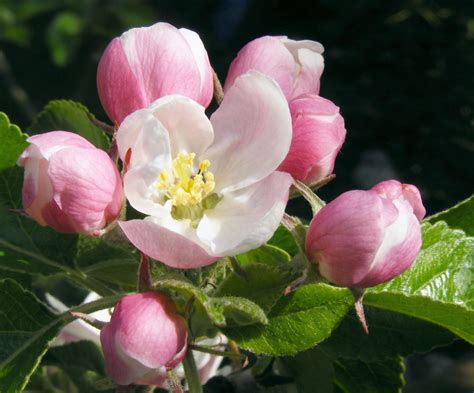 File:Apple blossom 02B.jpg - Wikimedia Commons