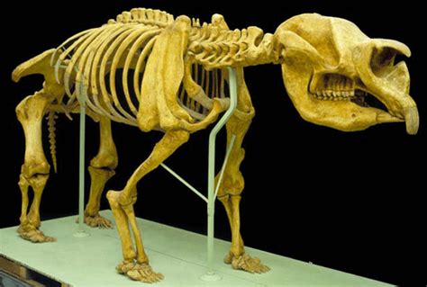 Diprotodon. Sometimes called the giant wombat or the rhinoceros wombat ...