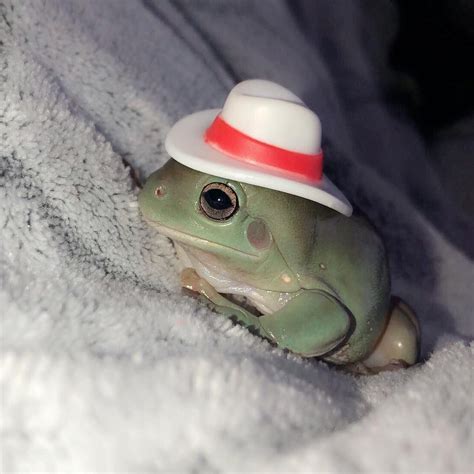 We have decided that frogs wearing hats is the next best thing 💗🐸 Cute Reptiles, Reptiles And ...