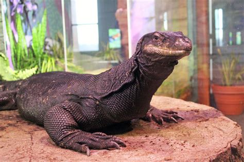 Maritime Aquarium Mourns Death of 6-Year-Old, 7-Foot-Long 'Black Dragon ...