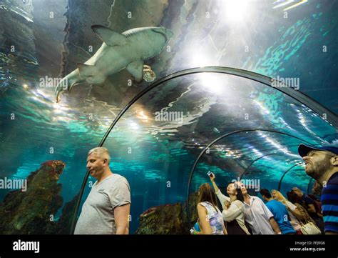 Visitors in underground tunnel of Barcelona Aquarium, Port Vell harbor in Barcelona, Spain Stock ...