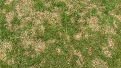 Brown patch in fescue lawn Fescue Lawn, Seeding Lawn, Planting Grass ...