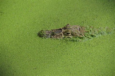 Crocodile,camouflage,reptile,free pictures, free photos - free image ...