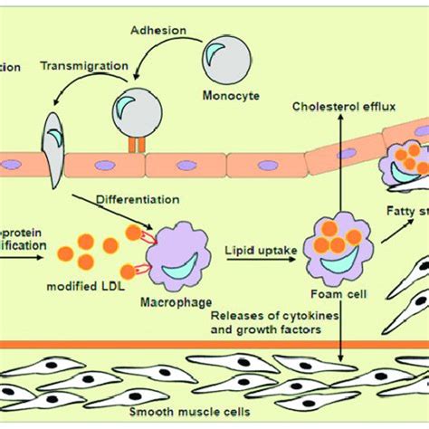 Effect of Tan on oxLDL uptake and cholesterol effl ux in human... | Download Scientific Diagram