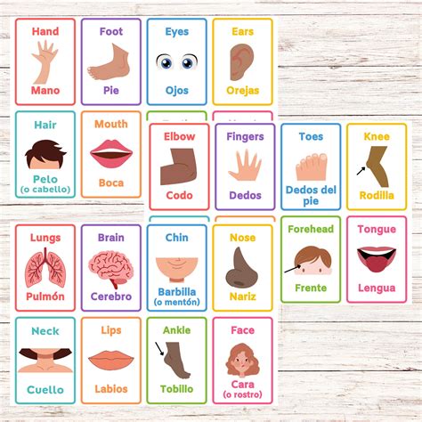 Bilingual Body Parts Flashcards-spanish and English Printable - Etsy