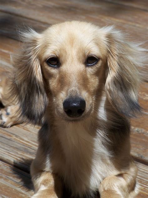 Shaded English Cream Long Haired Dachshund-- If and when I am ever ready to replace Loopy it ...