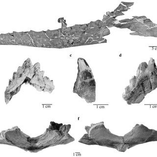 Toothed mysticete fossils from the La Meseta and Submeseta formations ...