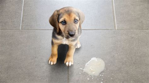 Dog Vomit: What Your Pup's Puke Means - Proud Dog Mom