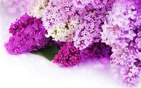 Pink and Purple Flower Backgrounds (59+ pictures)