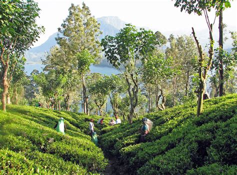 Tea Plantation with Tea Pickers, Kandy, Sri Lanka | RateTea Images