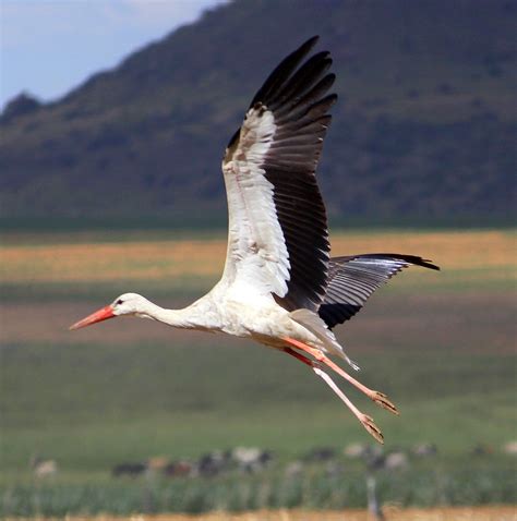 When the White Storks return to South Africa - Amohela Ho Spitskop