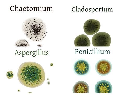 9 Types of Mold You Should Learn About - Home design