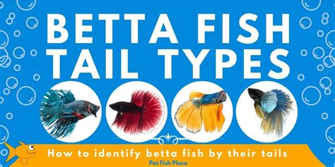 Betta Fish Tail Types - Pet Fish Place