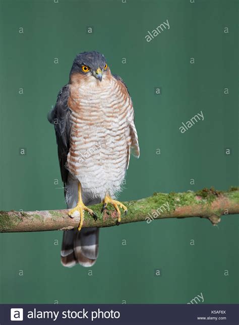 Sparrowhawk hunting small birds Stock Photo - Alamy