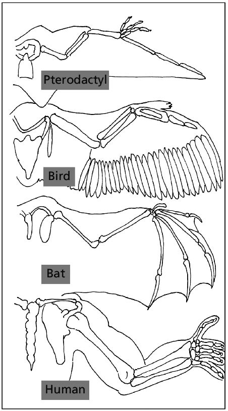 Convergent Evolution Wings