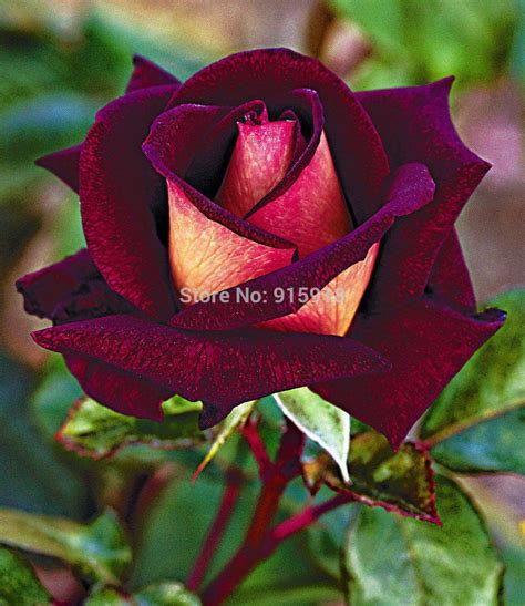 osiria rose - Google Search Rare Flowers, Beautiful Rose Flowers ...