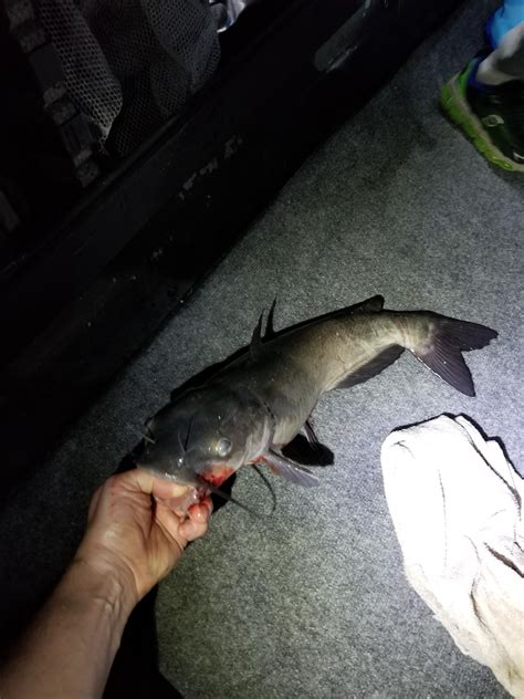 Not a bad start to the catfishing season, 20 inch channel caught on nightcrawler in about 3 foot ...