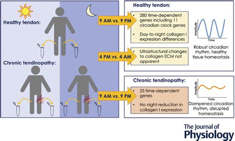 Disruption of day‐to‐night changes in circadian gene expression with ...