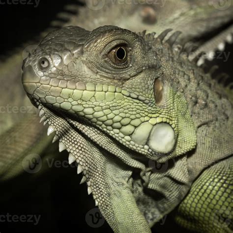 Green iguanas 723381 Stock Photo at Vecteezy