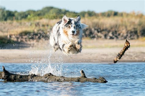 Australian Dog Names | The Best Australian Dog Names