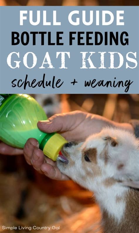 bottle baby goat feeding schedule | Simple Living Country Gal