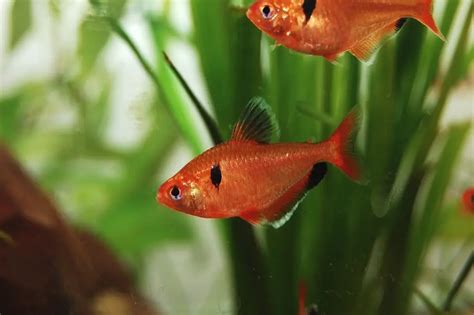 Serpae Tetra Species Profile, Care, Lifespan, Tankmates, Breeding, Diseases