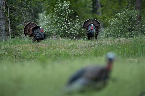 Turkey Hunting Tips from the Pros | Outdoor Life