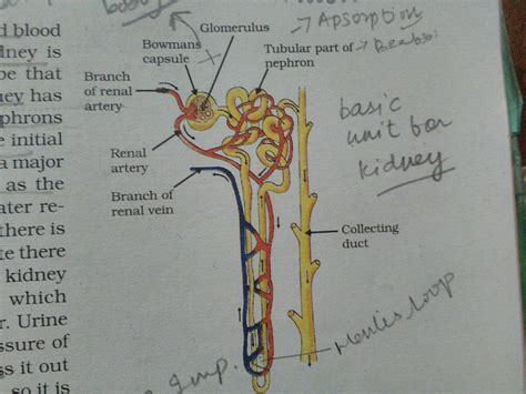 Parts Of Nephron Labeled