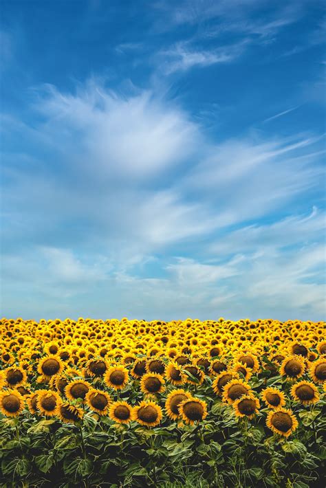 4K Sunflower Wallpaper | WhatsPaper