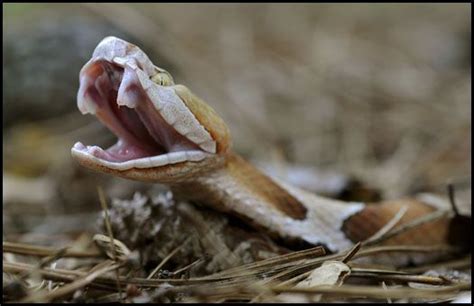 copperhead snake bite - Google Search | Agkistrodon contortrix | Pinterest | Reptiles