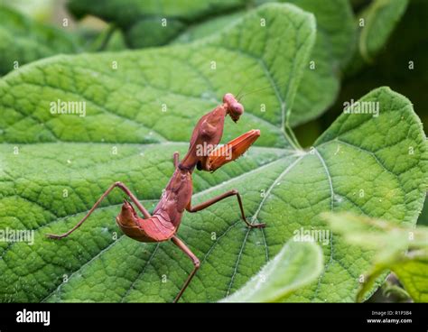 Island insect hi-res stock photography and images - Alamy