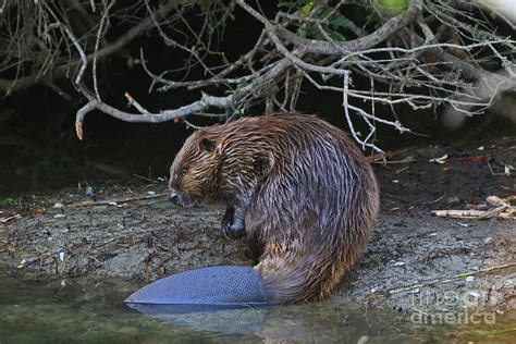 Beaver Tail Photograph by Craig Corwin