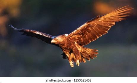 Spanish Imperial Eagle Flying Aquila Adalberti Stock Photo 1253621452 ...