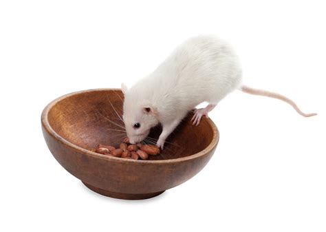 mouse-eating-food-out-of-a-bowl - Precise Termite & Pest Control