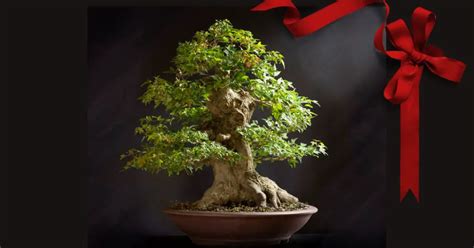 Best Bonsai Species For A Gift