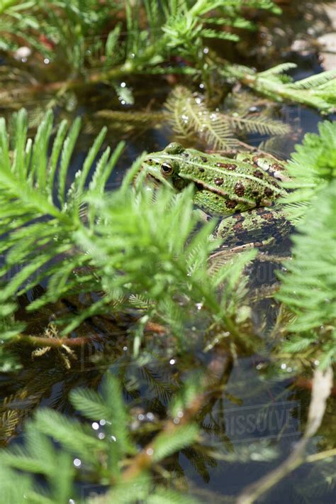 Green frog in pond - Stock Photo - Dissolve