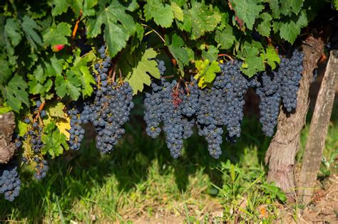 The Italian Wine Regions: Grape Types & Classifications - Vindome