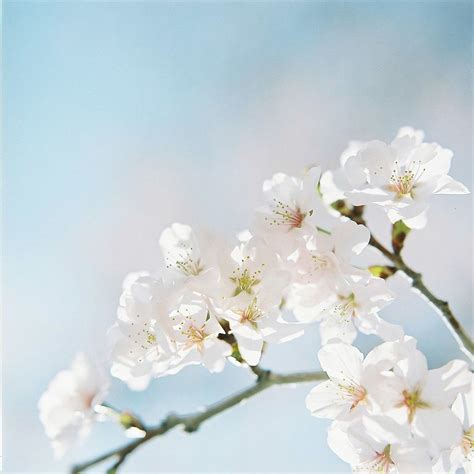 674 | White flowers, White cherry blossom, Aesthetic light