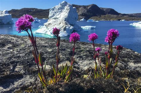 Icebergs in the Midnight Sun - Greenland Travel EN