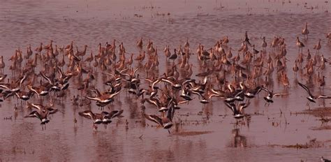 Chilika Lake - Asia's largest brackish water lagoon