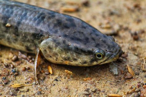 Species of Invasive Fish Walk on Land, Climb Trees