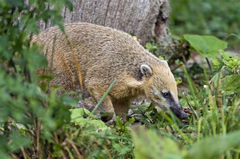 11 animales en peligro de extinción en Uruguay - Imágenes en Taringa!